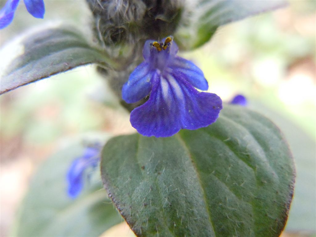 Ajuga reptans